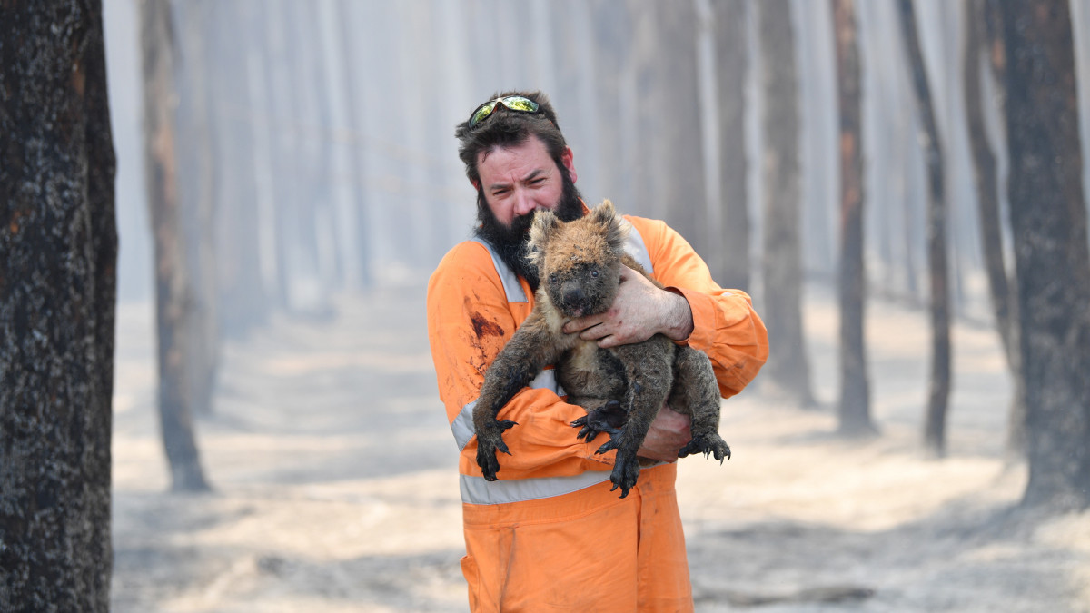 Simon Adamczyk állatmentő egy koalával a kezében a Kenguru-szigeten fekvő Cape Borda kiégett erdejében 2020. január 7-én. Az október óta tomboló bozót- és erdőtüzek miatt emberek tízezreit kell kimenteni Ausztrália délkeleti térségéből. Ausztrália-szerte 5,9 millió hektárnyi földterület égett le, 21 ember meghalt és több mint ezerkétszáz ház vált a lángok martalékává.