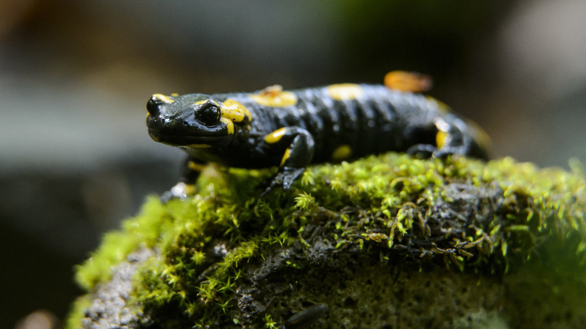 Foltos szalamandra (Salamandra salamandra) a Csörgő-völgy erdőrezervátumban Mátraszentimre közelében 2018. május 8-án. A Bükki Nemzeti Park Igazgatóság területén lévő védett erdőterületen minden emberi tevékenységet végérvényesen beszüntettek annak érdekében, hogy az erdő természetes folyamatai zavartalanul és hosszú távon érvényre juthassanak, és azok megismerhetővé, tanulmányozhatóvá váljanak.
