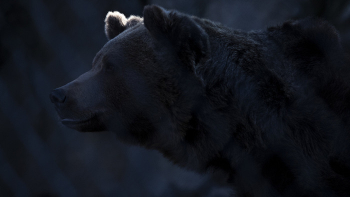 Medvét fotóztak Érsekvadkertnél