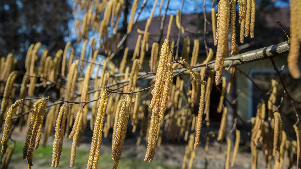 Virágzik a nyírfafélékhez tartozó lombcserje, a mogyoró (Corylus avellana) a Békés megyei Gádoroson 2015. március 9-én. Az allergiás szezon a mogyorófélék virágzásával kezdődik kínzó szénanáthás tüneteket produkálva.