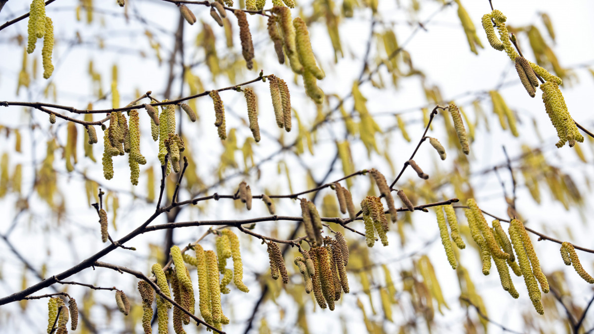 Virágzik a nyírfafélékhez tartozó mogyoró (Corylus) a Nagykanizsa közelében lévő Förhénc-hegyen 2020. február 7-én.