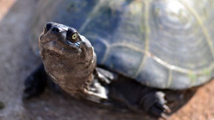 Most először találtak teknősfészet Jesolóban, de ez nem jó hír