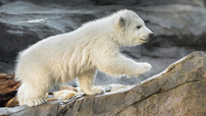 Először látható élőben a bécsi állatkert jegesmedvebocsa – videó