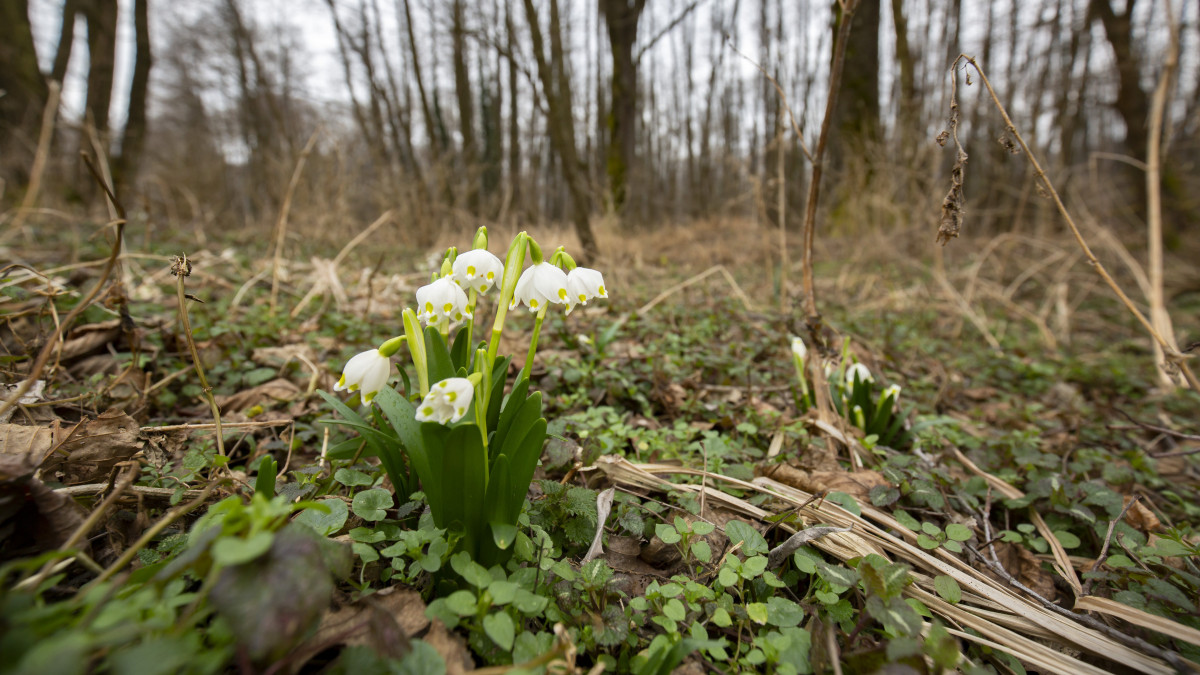 Virágzó tavaszi tőzike (Leucojum vernum) a Duna-Dráva Nemzeti Park területén a Somogy megyei Gyékényes közelében 2020. február 18-án. A védett növényfaj eszmei értéke ötezer forint.