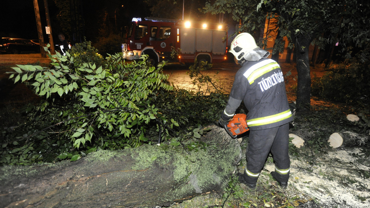 Viharban kidőlt fát fűrészel darabokra egy tűzoltó Budapesten 2018. szeptember 1-jén. Országszerte a viharos szél okozott károkat, jellemzően kidőlt fák, leszakadt faágak miatt riasztották a tűzoltókat. Személyi sérülésről az OKF-hez nem érkezett bejelentés.