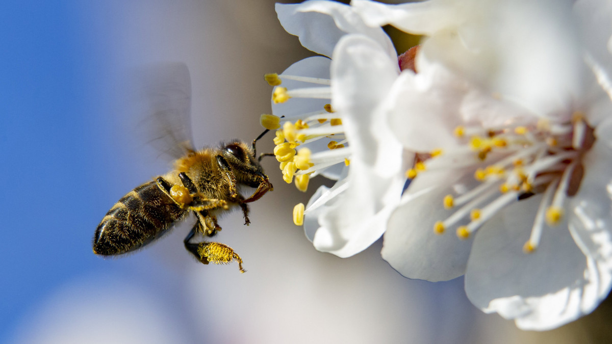 Virágport gyűjtő méh egy virágzó körtefán a tavaszi melegben Nagykanizsa közelében 2020. március 15-én.