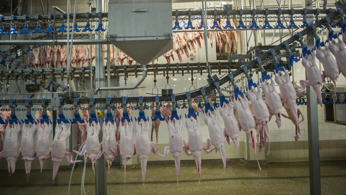 Hízott libák és pecsenyekacsák (előtérben) sorakoznak a szalagon a Hungerit Zrt. szentesi üzemében 2013. október 17-én. Idén négy termékkel bővült a hungarikumok gyűjteménye, köztük a hízott libából előállított termékekkel.