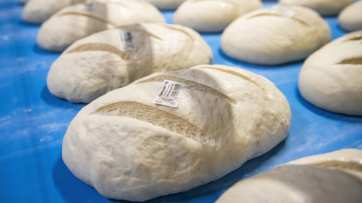 Kelesztett kenyértészták a sütőkemence felhordóján a Nyíregyházi Kenyérgyár Kft. teljesen automatizált üzemében Nyíregyházán 2020. március 26-án. A gyártás közben emberi kéz nem érinti a kenyeret, a kész termék jórészét előrecsomagolva szállítják a boltokba. A koronavírus-járvány miatt megnövekedett a kereslet a csomagolt pékáruk iránt.