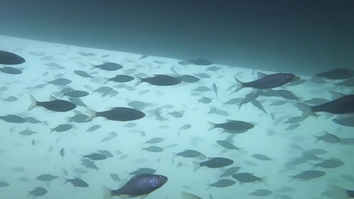 Magával ragadó víz alatti felvétel a Balatonról – videó