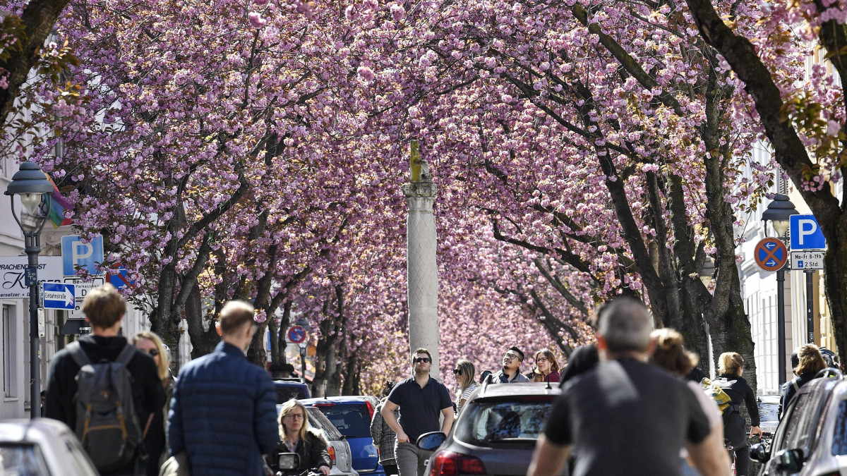 A tavaszi napsütést élvezve sétálnak az emberek virágzó cseresznyefák alatt, Bonnban 2020. április 5-én. A koronavírus-járvány miatt a német tartományok vezetői otthonmaradásra és az egymástól biztonságos távolságtartásra szólították fel az embereket.