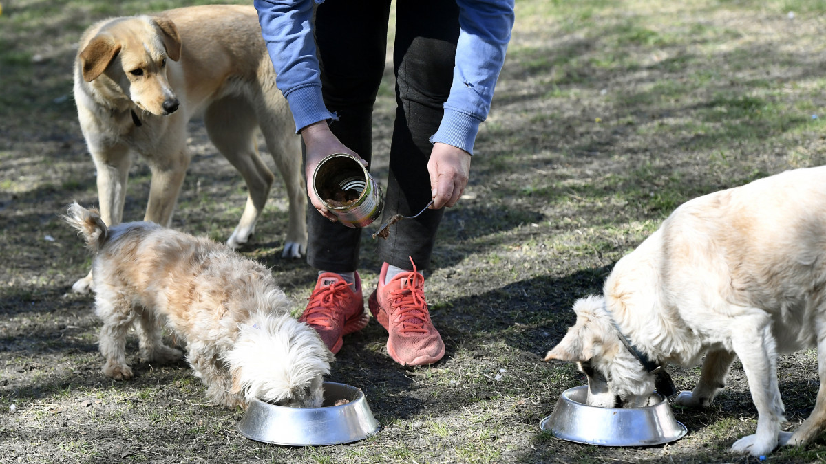 Kutyákat etetnek a Kutya-segélyszolgálat Alapítvány budapesti menhelyén 2020. április 1-jén. A koronavírus-járvány miatt az állatmenhelyek rendkívül súlyos táphiányban szenvednek - hívta fel a figyelmet a Magyar Állatvédők Országos Szervezete. Magyarországon mintegy 140 aktív, a feladatellátással közvetlenül foglalkozó ilyen szervezet működik, amelyből mintegy 80 nagy létszámú menhelyet üzemeltet. Ezek egyszerre összesen mintegy 8-10 ezer kisállatot, kutyát, macskát gondoznak.