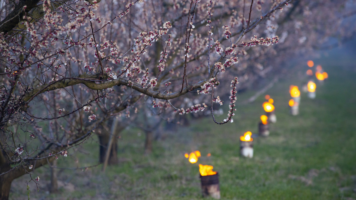 Kajszibarackfákat melegítenek tüzekkel a fagy ellen védekezve egy Balatonvilágos közelében fekvő gyümölcsösben 2020. március 31-én.
