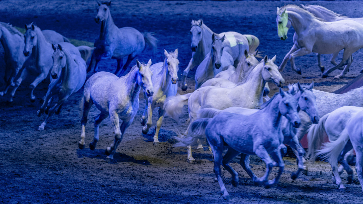 A lipicai ménes lovai a Lovas Világkupa versenysorozat gálájaként megrendezett Arany ló legendája show egyik jelenetében a Papp László Budapest Sportarénában 2019. november 30-án.