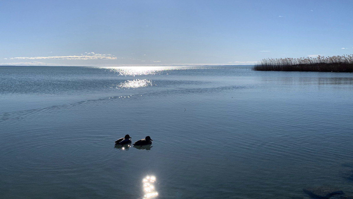 Tőkés réce (másként vadkacsa, Anas platyrhynchos) pár úszik a Balaton víztükrén Balatonfűzfő-Tobruk városrésze tópartjánál egy napfényes enyhe téli reggelen. MTVA/Bizományosi: Jászai Csaba  *************************** Kedves Felhasználó!