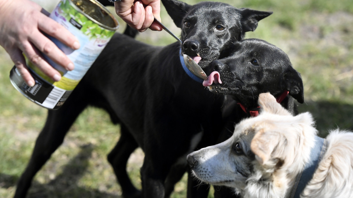 Kutyákat etetnek a Kutya-segélyszolgálat Alapítvány budapesti menhelyén 2020. április 1-jén. A koronavírus-járvány miatt az állatmenhelyek rendkívül súlyos táphiányban szenvednek - hívta fel a figyelmet a Magyar Állatvédők Országos Szervezete. Magyarországon mintegy 140 aktív, a feladatellátással közvetlenül foglalkozó ilyen szervezet működik, amelyből mintegy 80, nagy létszámú menhelyet üzemeltet. Ezek egyszerre összesen mintegy 8-10 ezer kisállatot, kutyát, macskát gondoznak.