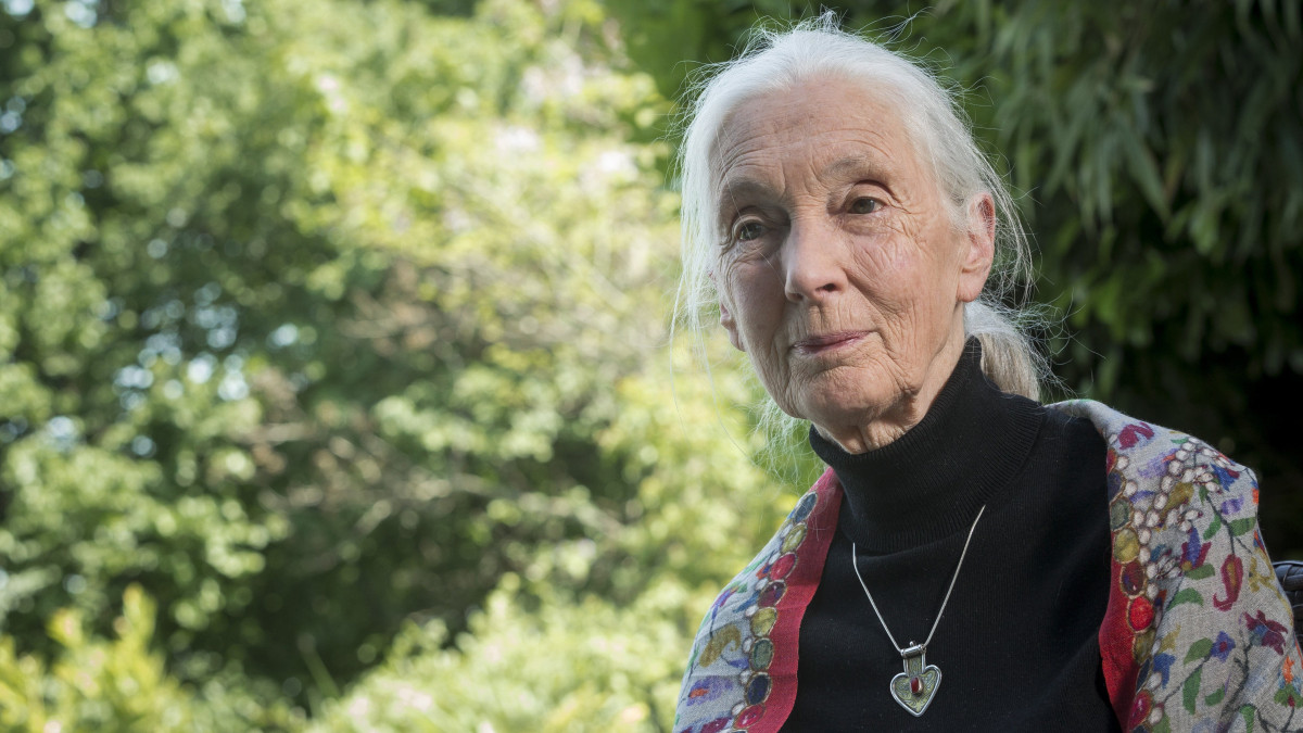 Jane Goodall brit etológus, állatvédő és csimpánzkutató, az Egyesült Nemzetek Szervezetének (ENSZ) békenagykövete interjút ad az MTI-nek Budapesten 2016. május 23-án.