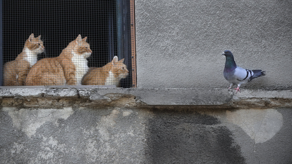 Három macska figyelmét kelti fel egy galamb Bukarestben 2020. április 24-én.
