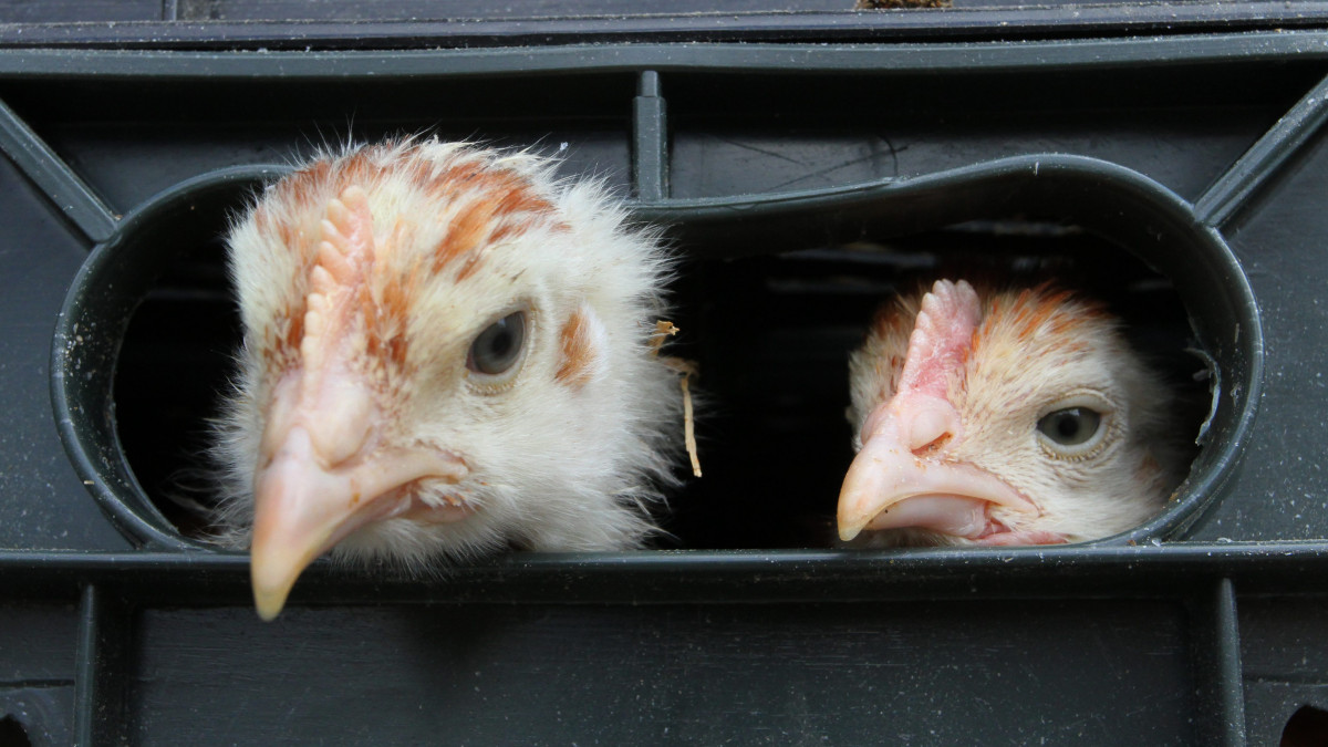 Csirkék leselkednek ki egy ládából Tiszacsegén, ahol háromszáz családnak osztott ki 5575 előnevelt csirkét a Minden Gyerek Lakjon Jól Alapítvány.
