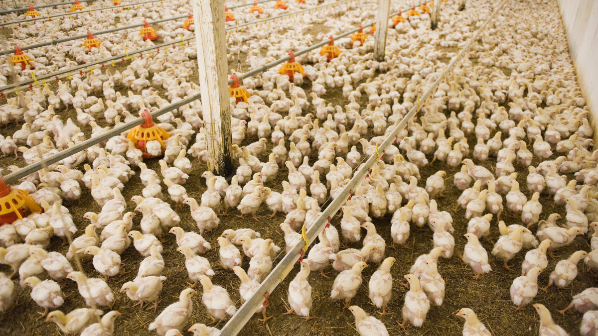 Háromhetes csirkék az ipari csirkéket nevelő telep egyik istállójában a Master Good cégcsoport baktalórántházai telephelyén. Az Északkelet-Magyarország területén működő cégcsoport Magyarország legnagyobb baromfihús előállítója és az egyetlen integráltan takarmánytermeléssel, baromfitenyésztéssel, keltetéssel, brojlerhizlalással és feldolgozással foglalkozó cég. A 900 embert foglalkoztató Master Good évente 100 ezer tonna takarmányt termel, 23 millió naposcsibét keltet és forgalmaz, 11 millió brojlercsirkét hizlal és 16 millió baromfit vág le és dolgoz fel. Az energia- és takarmányárak drasztikus emelkedése miatt a Baromfi Termék Tanács szerint tavaszra 20-25 százalékkal emelkedik a baromfihús ára, ezért kérte a miniszterelnöktől a termék áfájának 10 százalékra való csökkentését. 2011. március 16-án készült felvétel.
