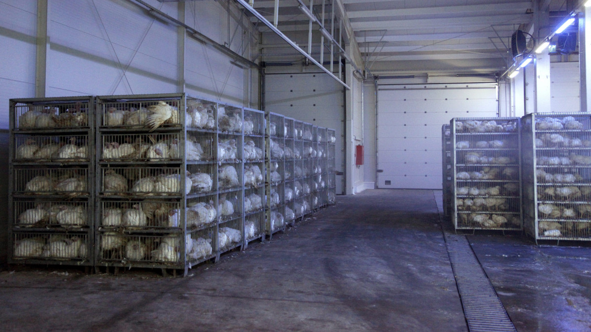 Vágásra váró pulykák és csirkék a Zalai Baromfifeldolgozó Kft. üzemében Pacsán 2015. december 7-én. Új fogadócsarnok és raktárhelyiségek átadásával fejeződött be a baromfifeldolgozó mintegy félmilliárd forintos bővítésének első üteme.