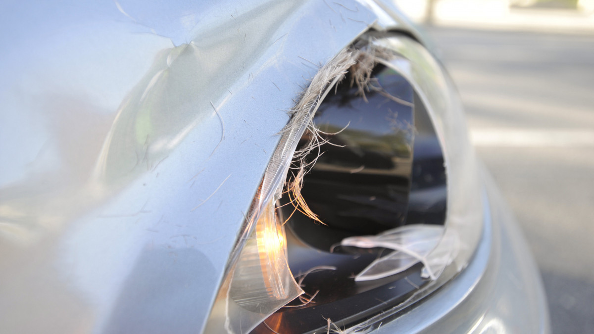 Elgázolt őzbak szőre egy autó betört fényszóróján a VIII. kerületi Kálvária térnél 2020. április 27-én. Az őz kevéssel 6 óra után ugrott az autó elé.