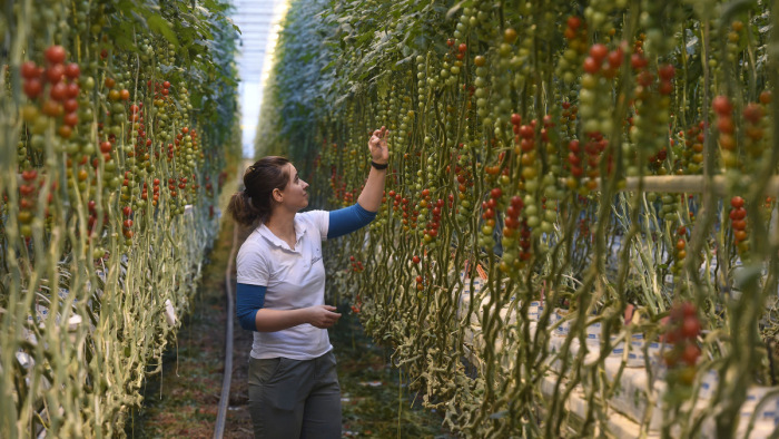 Több tíz milliárdos lökés a magyar kertészeteknek