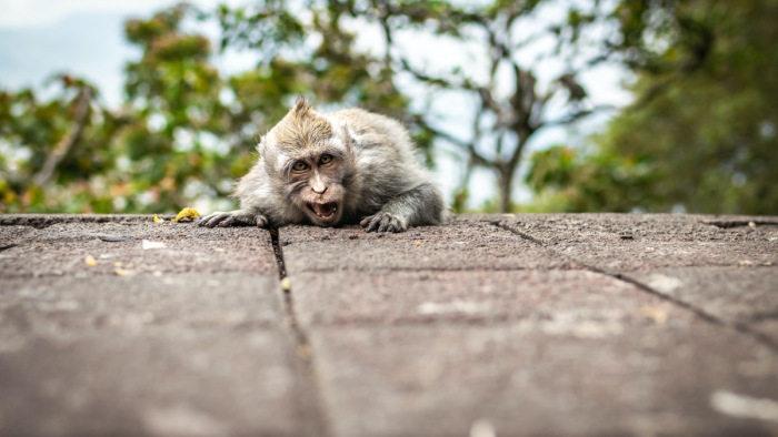 Majmok bolygója kezd kialakulni egy japán város hegyvidéki részén