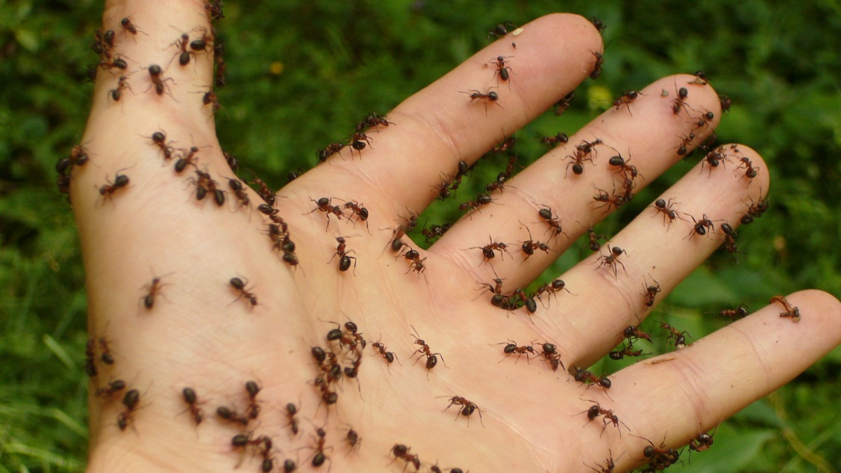 Lehet, hogy tényleg hangyákat kéne bevetni a növényvédő szer helyett
