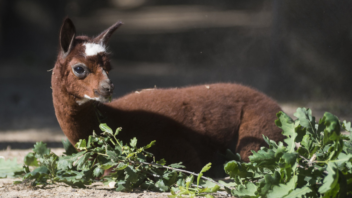 A Zokni nevű, 15 napos alpakacsikó (Vicugna pacos) a Nyíregyházi Állatpark kifutójában 2017. június 15-én. A 8 kilogrammal született kis csődör a lábai fehér mintázatáról kapta nevét.