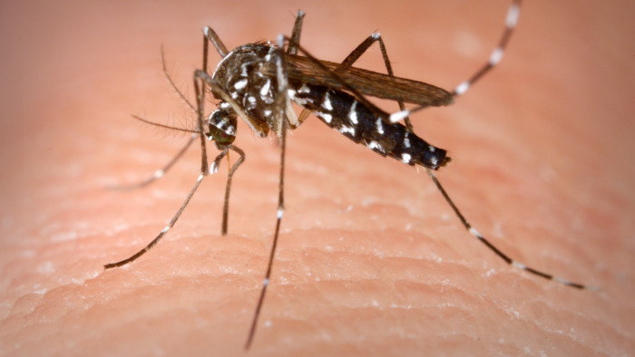 Már mobilappon is lehet jelenteni az inváziós szúnyogfajokat