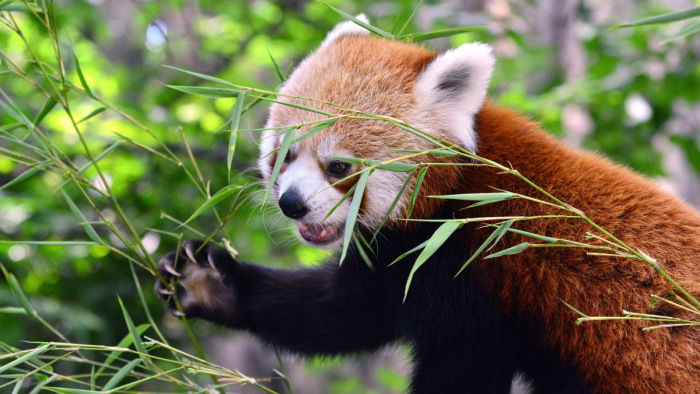 Új kis panda, cseperedő hangyász és újranyílt Lepkekert a fővárosi állatkertben
