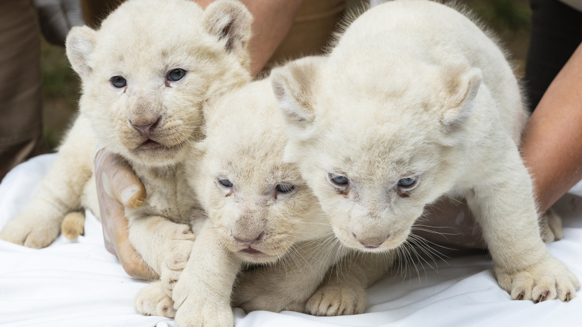 Négy hete született nőstény fehéroroszlán-kölykök (Panthera leo krugeri) a Nyíregyházi Állatparkban 2020. július 27-én.