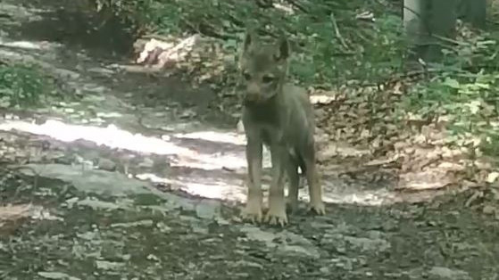 Magányosan bóklászó farkaskölyköt kaptak lencsevégre a Bükkben – videó
