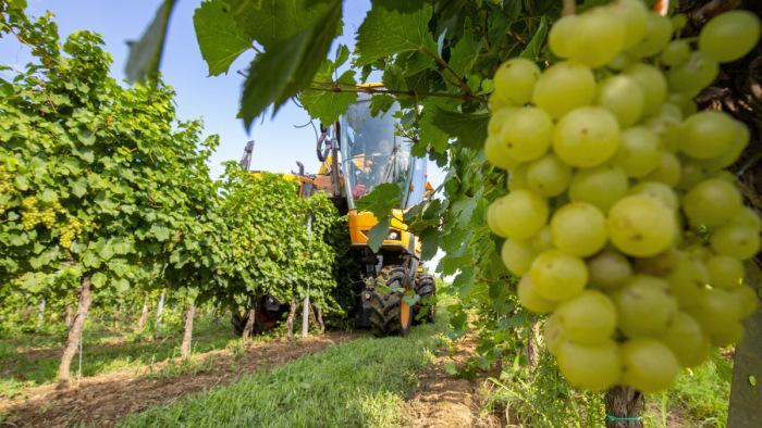 Jelentősen magasabb szőlőárakat tart indokoltnak az agrártárca - a nap hírei