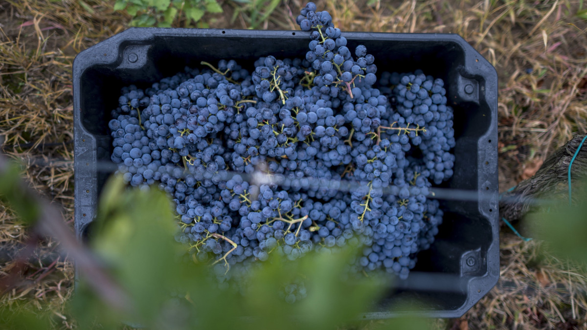 Leszüretelt kékoportó szőlő a Szende Pince szőlőültetvényén Villány közelében 2017. szeptember 12-én.