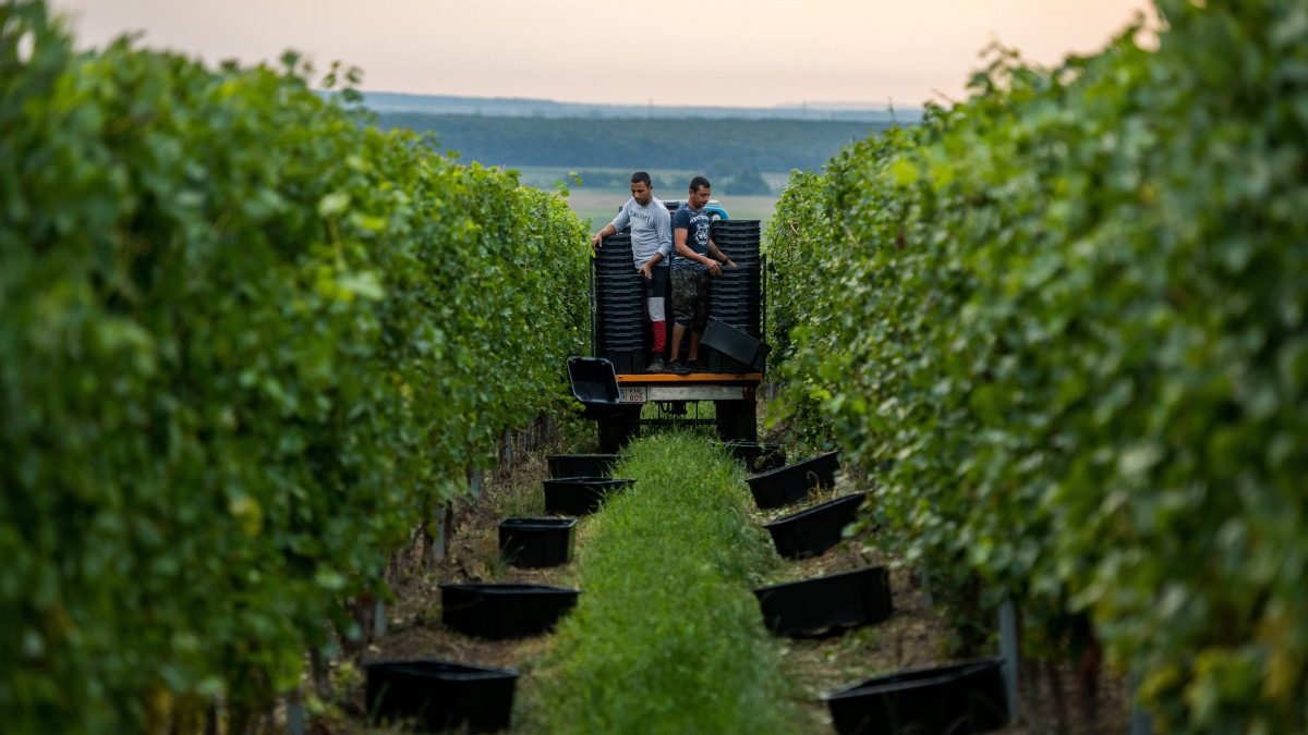 Ládát pakolnak dolgozók a Szende Pince szüretén a palkonyai Irsai Olivér szőlőültetvényen 2020. augusztus 14-én.