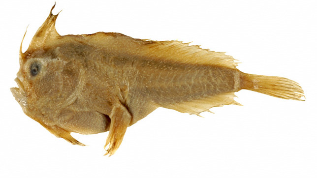 A Sympterichthys unipennis-t most hivatalosan is kihaltnak nyilvánították.