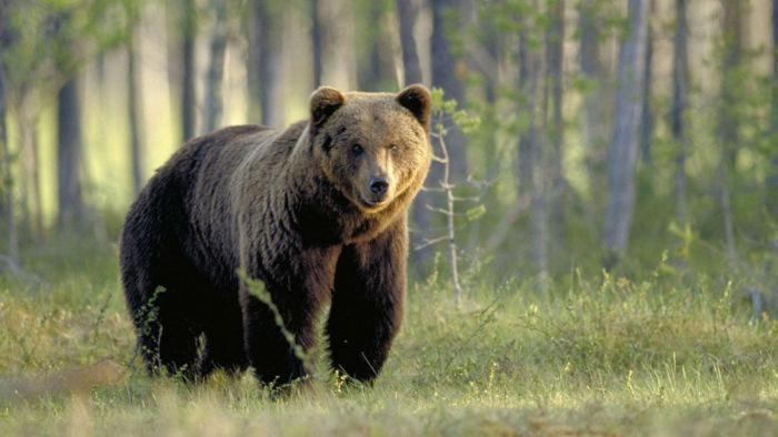 Ismét elfogták a szabadulóbajnok medvét