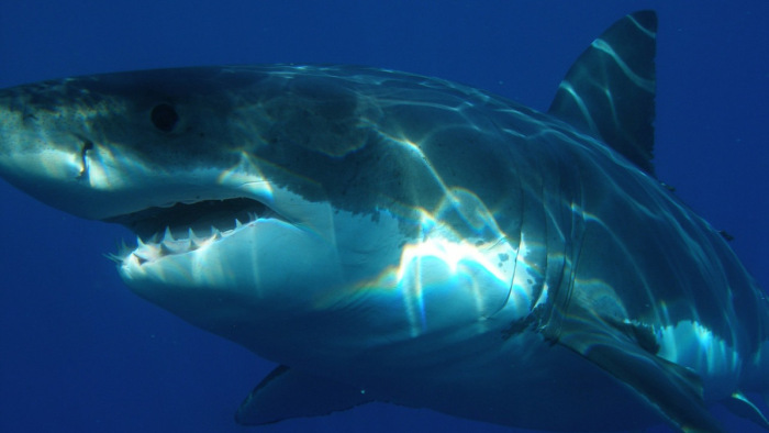 Elszokhatott az egyiptomi cápa a turistáktól