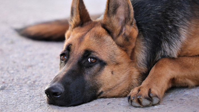 Új megoldás: Kutyákkal szűrik ki a koronavírusos betegeket