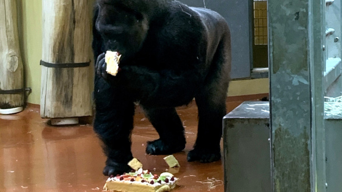 Tortával ünnepelték Golót, a budapesti állatkert 40 éves hím gorilláját – képek
