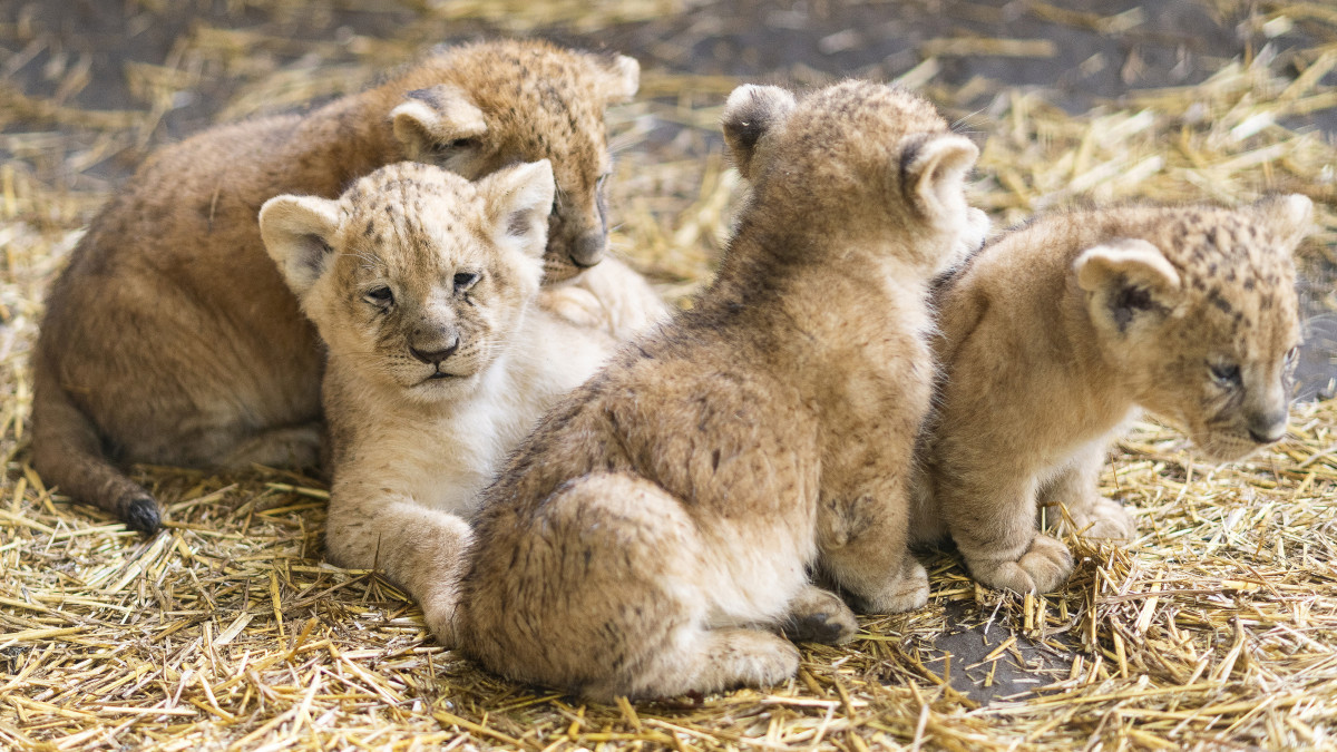 Oroszlánkölykök a Nyíregyházi Állatparkban 2020. október 10-én. Az állatkertben két hím és két nőstény afrikai oroszlán (Panthera leo) született.