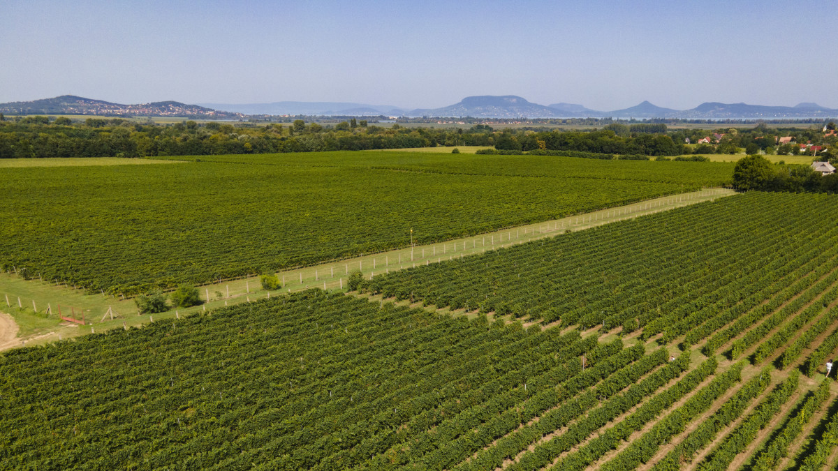 Szüretelőgép szedi a legkorábbi érésű szőlőfajtát, a Csabagyöngyét a Balaton Agrár Zrt. területén a Somogy megyei Ordacsehi határában 2020. augusztus 8-án. Ordacsehi és környéke a Csabagyöngye legnagyobb termőterülete, innen a Varga Pincészet idén mintegy 90 ezer kilogramm Csabagyöngyét vásárol, amelyből 90 ezer palack bort készít a badacsonyörsi központjában.