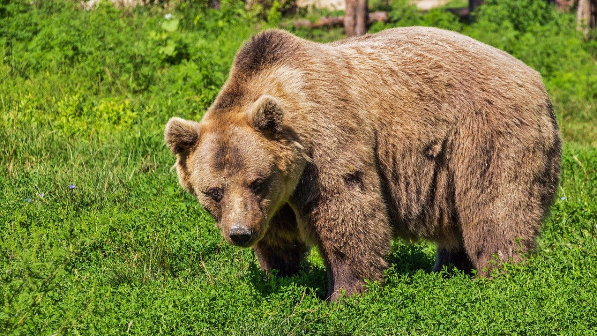 Barangoló brummogó - Budapest-közeli településeknél bukkant fel újra az acsai medve