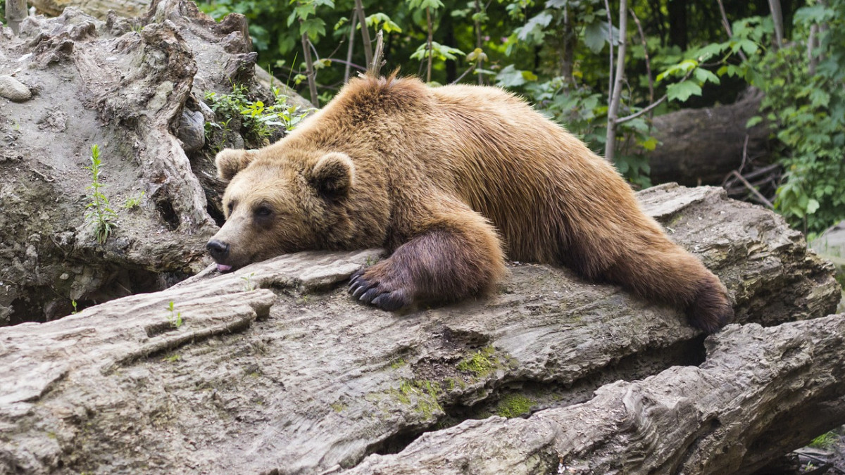 Újabb kihívás a medvék miatt Hargita megyében