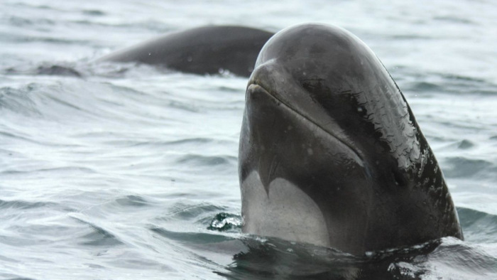 Tucatnyi delfin pusztult el Új-Zéland partjainál – videó