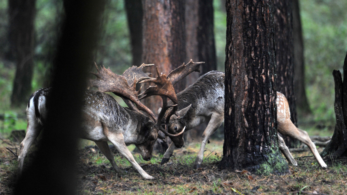 Dámszarvas (Dama dama) bikák verekszenek a SEFAG Zrt. lábodi erdészetének területén 2020. október 16-án. Október elejétől november közepéig tart a dámvadak párzása, üzekedése, azaz barcogása.
