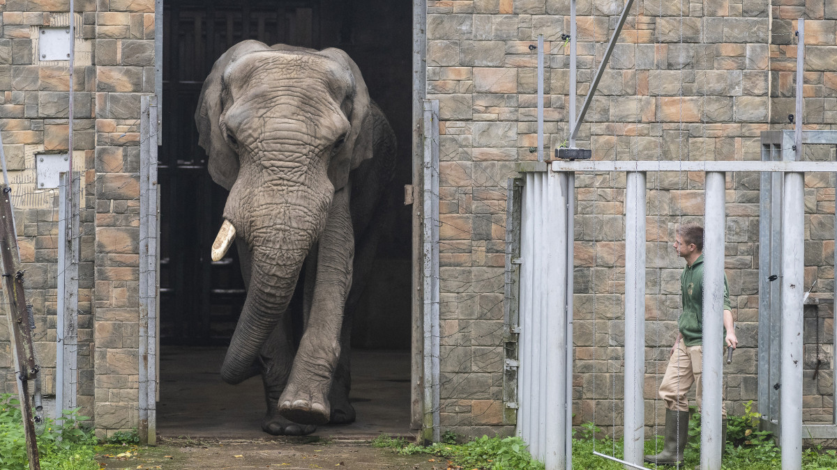 Jack, Európa legnagyobb afrikai elefántbikája (Loxodonta africana) a három napos szokatási idő után kilép az elefántházból a kifutóba a Nyíregyházi Állatparkban 2020. október 25-én. Jack az Európai Fajmegőrzési Program keretében kétéves távollét után érkezett újra Nyíregyházára a bázeli állatketből.