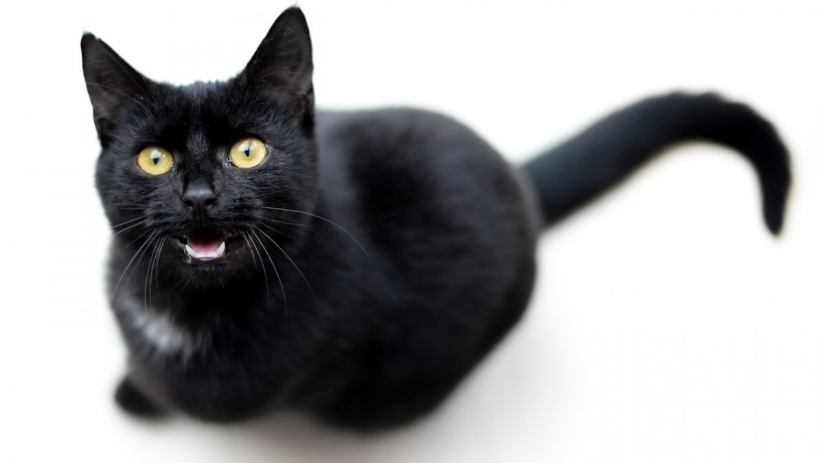 Kiugrott egy fekete macska az égő ház ötödik emeletéről, kutya baja – videón a landolás