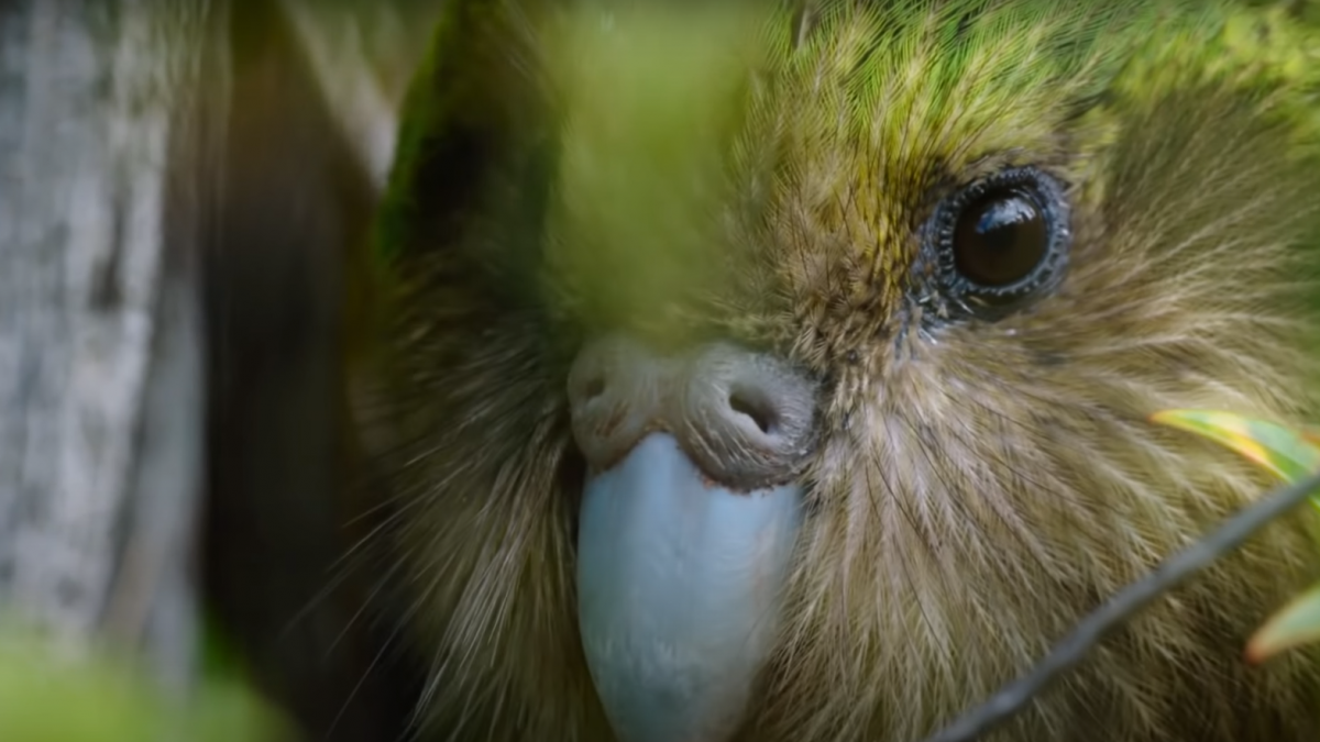 Az utolsó pillanatban előzött Új-Zélandon a kakapó – videó